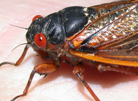 Periodical Cicada Periodical Cicada